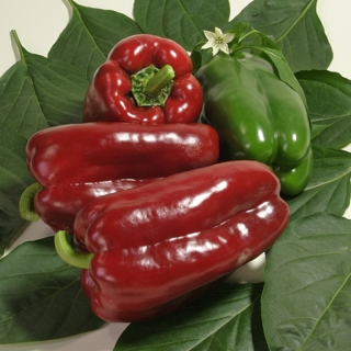 Перец Lido Lamuyo (большой пакет)