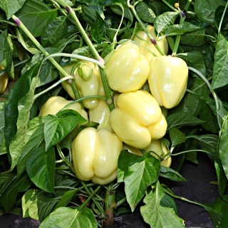 Перец Бурабелла F1 (Rijk Zwaan)