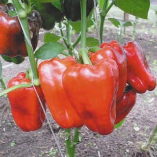 Перец Таёжный (Северные овощи)