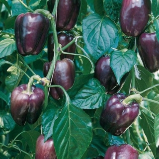 Перец Текила F1