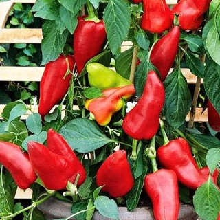 Перец Черрико Вико F1