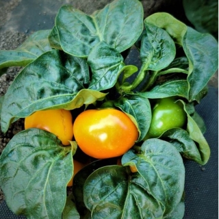 Перец Трумпас