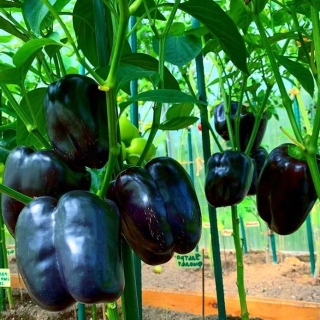 Перец Ультрафиолет F1