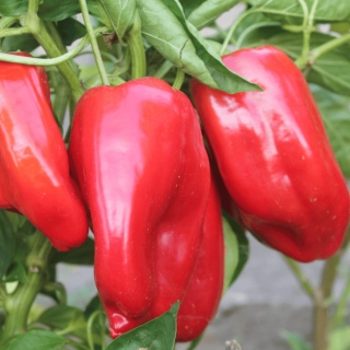 Перец Виктория