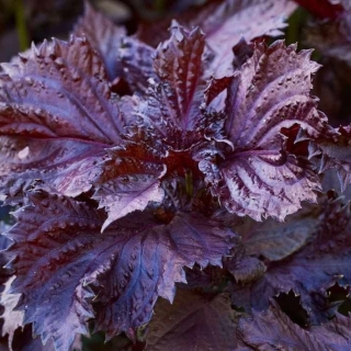 Перилла Пурпурная леди курчавая