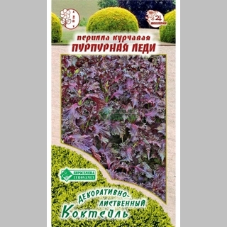 Перилла Пурпурная леди курчавая