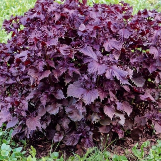 Перилла Пурпур