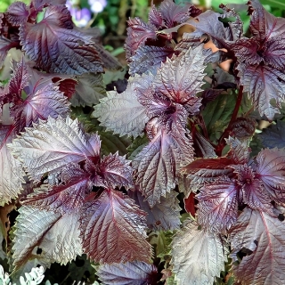 Перилла Восточный Доктор кустарниковая