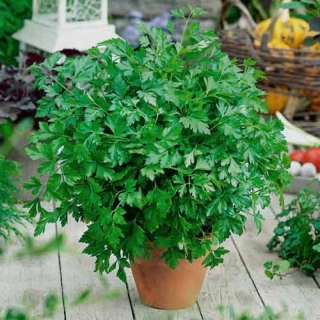 Петрушка Богатырь (листовая)