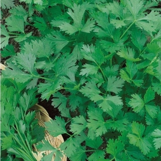 Петрушка Карнавал (листовая)