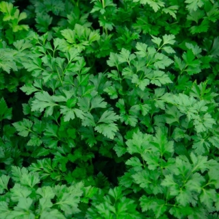 Петрушка Сударыня листовая