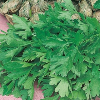 Петрушка листовая Титан