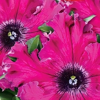 Петуния Афродита F1 Пурпурная