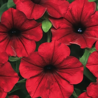 Петуния Изи Вейв F1 Ред Велюр