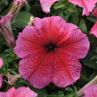 Петуния Дэдди Ред