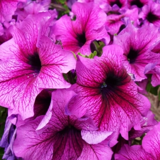 Петуния Дэдди Шугар