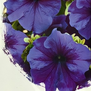 Петуния Фалкон Мид Блу F1