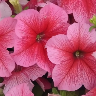 Петуния Фалкон Пинк F1