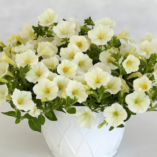 Петуния Пендолино F1 Еллоу Центр (Семена Профи)