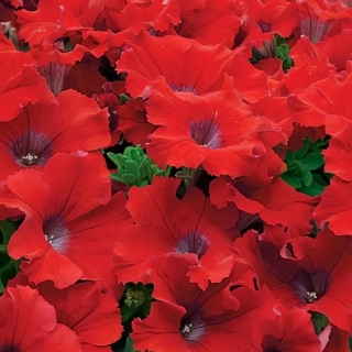 Петуния Пендолино F1 Скарлет (Семена Профи)