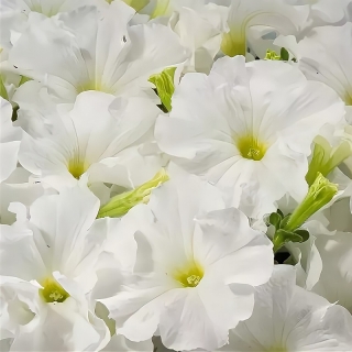 Петуния Аладдин F1 Белая (Семена Профи)