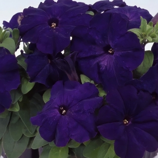 Петуния Аладдин F1 Синяя (Семена Профи)