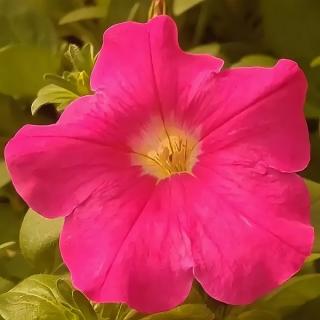 Петуния Игл Роуз F1