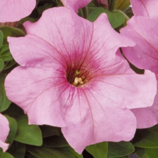 Петуния Игл снежно-розовая F1