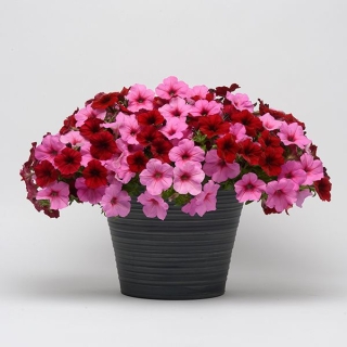 Петуния Изи Вейв F1 Бриджит (Семена Профи)