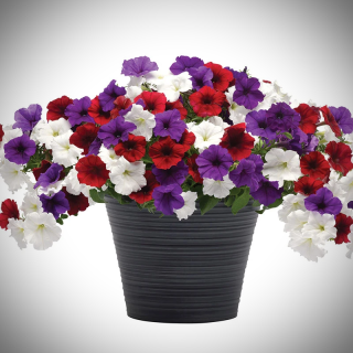 Петуния Изи Вейв F1 Матильда (Семена Профи)