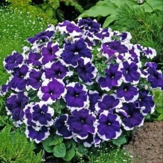 Петуния Калиффо синяя F1