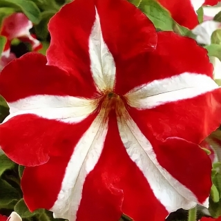 Петуния Хиросис Красная с белым