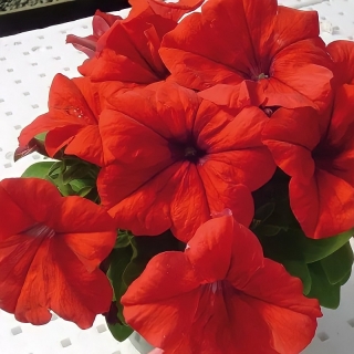 Петуния Лимбо F1 Красная