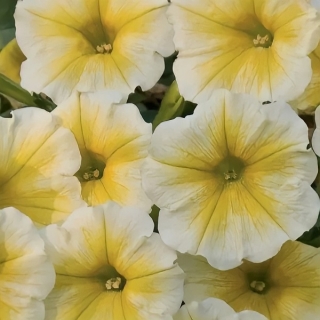 Петуния Лимончелло F1