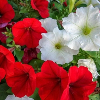 Петуния Любовь