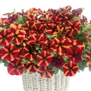 Петуния Май Джой Еллоу Бронз Ред