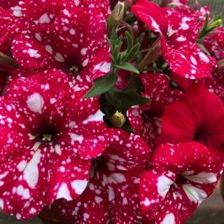 Петуния Млечный путь F1 Ред