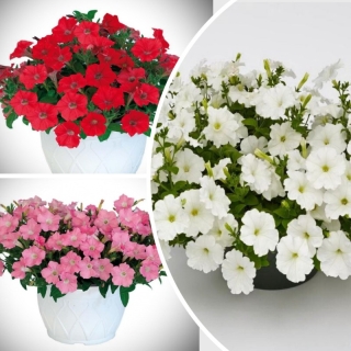 Петуния Пендолино F1 смесь