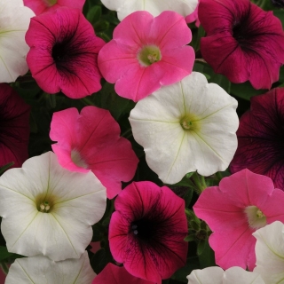 Петуния Шок Вейв F1 Пауэр Микс (Семена Профи)