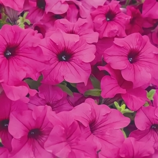 Петуния Суперкаскадная F1 Розовая