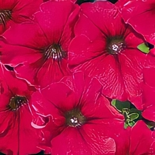 Петуния Суперкаскадная F1 Румянец