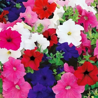 Петуния Суперкаскадная F1 смесь