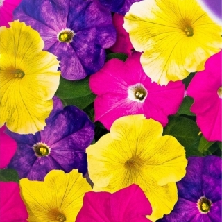 Петуния Водопад Виктория F1 смесь