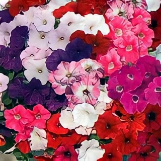 Петуния Водопадия F1 смесь