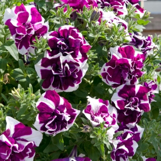 Петуния Виноградный Сорбет F1