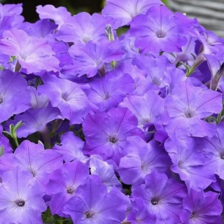 Петуния Лавандовая сенсация F1