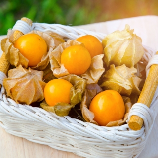 Физалис Десертный