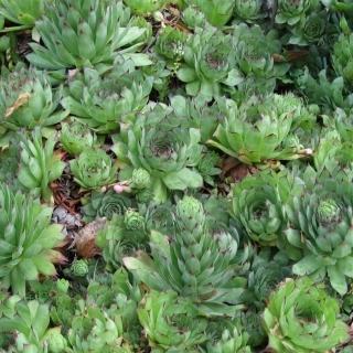 Молодило кровельное