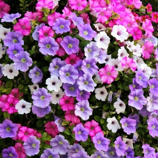 Петуния Пикколино мини F1 смесь сортов