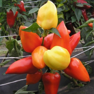 Перец Пиковый